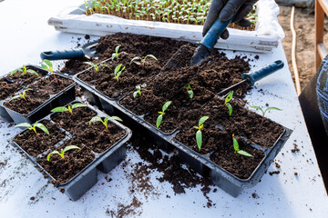 Wall Mural - Transplanting sweet peppers in a greenhouse with garden tools