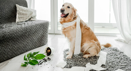 Sticker - Golden retriever dog playing with toilet paper in living room and looking at camera. Purebred doggy pet making mess with tissue paper and home plant