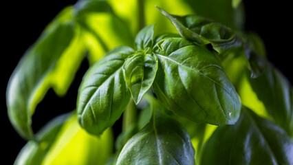 basil leaves a macro close-up on a dark background