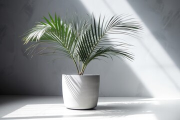 Kentia Palm Tree grey in pots. Houseplant isolated on white background created with Generative AI technology