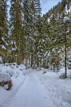 snowy forestal trail