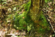 Green Moss On The Base Of A Tree