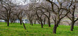 orchard with old flowering apricot trees at the section Wachau of the river Danube near Rossatz in spring, Austria