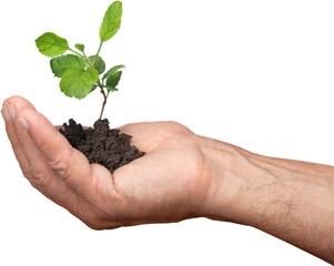 Wall Mural - Green plant with soil in human hand isolated on white