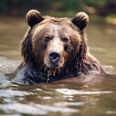 Wall Mural - bear, animal, brown, water, 