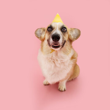 funny corgi puppy dog celebrating birthday, carnival, anniversary wearing a yellow party hat. isolat