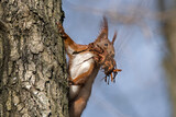 Fototapeta Tęcza - Wiewiórka zbierająca materiał na gniazdo