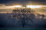 Fototapeta Londyn - Rozłożyste drzewo o wschodzie słońca