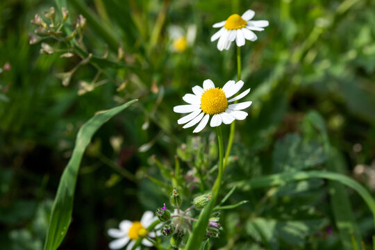 white beautiful daisies on a field of green grass in spring. chamomile flowers on a meadow in spring