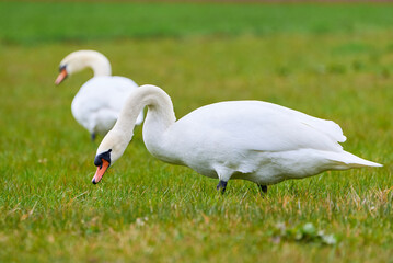 mute swans on a meadow eating grass (cygnus olor)