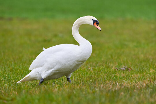 mute swan on a meadow (cygnus olor)