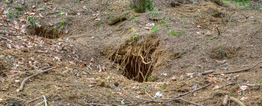 the badger usually builds underground burrows called badger castles. hidden in the forest is one of 