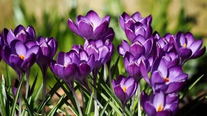 Sticker - Purple Crocus Cluster in Spring 