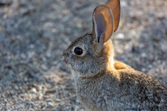 Close up of a desert cottontail rabbit, Sylvilagus audubonii, in the Sonoran Desert. Cute wildlife in early morning light. Adorable ears, natural desert background. Pima County, Tucson, Arizona, USA.