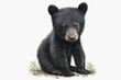 Little baby black bear isolated on a white background Generative AI