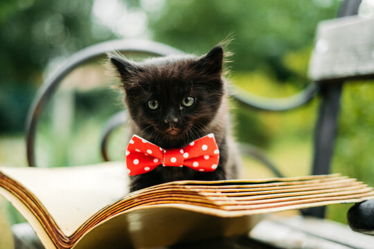 a black kitten sits on the pages of an open book. curious pet. the concept of education and motivati