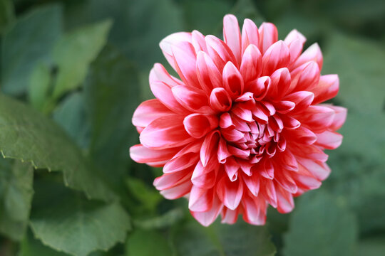 pink dahlia flower on green nature background. blossoming dahlia on green foliage. vibrant pink flow