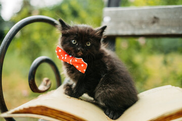 a black and white kitten sits on the pages of an open book. curious pet. the concept of education an