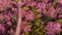 Aerial View Of Landscape  Beautiful Wild Himalayan Cherry Blooming Pink Prunus Cerasoides Flowers