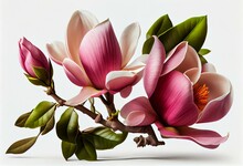 Magnolias In Pink, Isolated On White. Generative AI