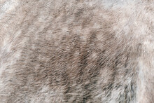 The Texture Of A Grey Spotted Horse Animal Coat. Grey And White Hair Horse Skin - Real Genuine Natural Fur, Free Space For Text. Horsehide Close Up. Grey Fur Texture - Abstract Background.