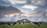 Fototapeta Psy - Cows in the Countryside: Rural Landscape Photography with Cattle