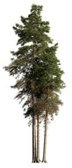 Wall Mural - tall fir tree group, isolated on transparent background 