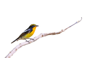 beautiful narcissus flycatcher bird perched on a branch isolated on transparent background png file