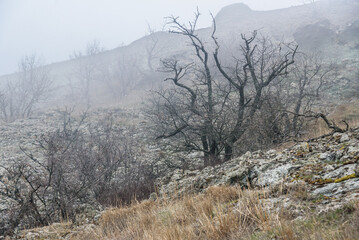 Wall Mural - Landscape of Karadag Reserve in spring. View of trees on mountain in fog and clouds. Crimea