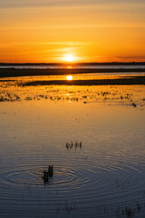 Wall Mural - Beautiful sunset at a wetland with ducks in the water