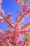 Fototapeta Kwiaty - 青空に映える満開の河津桜