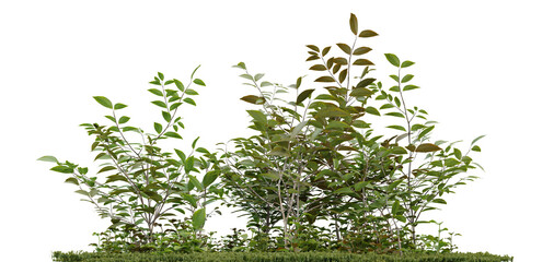 Wall Mural - Green garden on transparent background, meadow plant, nature landscape, 3d render illustration.