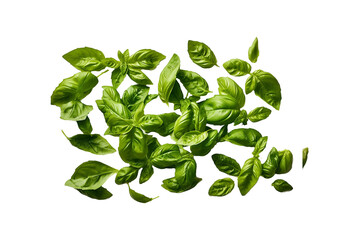 Fresh basil png transparent photo