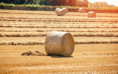 Hay bale and straw in the field. English Rural   landscape.   Wheat yellow golden harvest in summer. Countryside natural landscape. Grain crop, harvesting