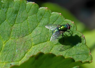 Sticker - Top view closeup of a common green bottle fly sitting on a green leaf