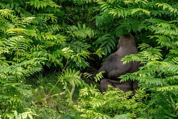 Wall Mural - Closeup of a black big gorilla near a lush bush in a forest