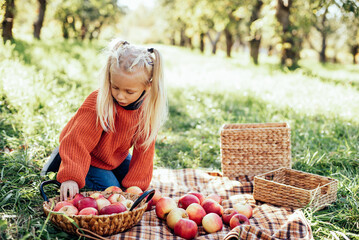 Child picking apples on farm in autumn. Little girl playing in tree orchard. Healthy nutrition. Cute little girl eating red delicious fruit. Harvest Concept. Apple picking.