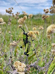 Sticker - Vertical shot of a large green black grasshopper on a dry flower on a field