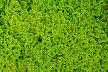 Green Spike Moss Fern ( Selaginella Spp.)​ In The Garden