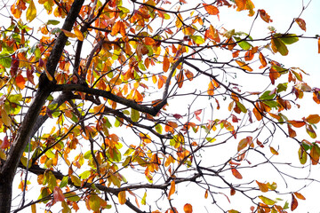 Poster - Bengal Almond tree ( Terminalia catappa L. ) at autumn season