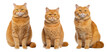 Fat sitting orange cats on a transparent background. Generative AI
