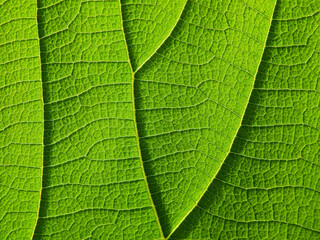 Canvas Print - close up green leaf texture ( teak leaf )