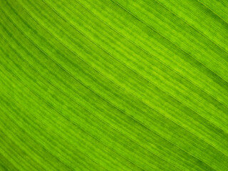 Poster - close up green leaf texture ( banana leaf )