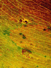 Wall Mural - macro shot of leaves texture