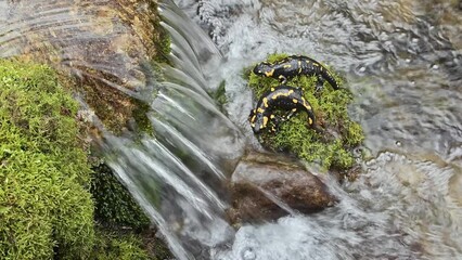 Sticker - Under the waterfalls (Salamandra salamandra)