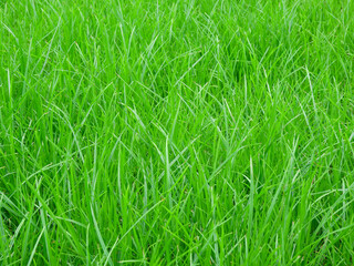 Wall Mural - close up green grass on the lawn