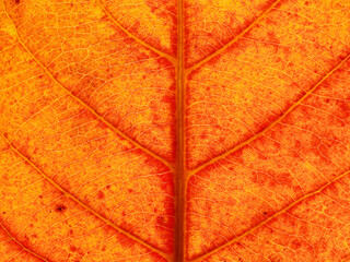 Sticker - close up orange autumn leaf of Sea almond ( Terminalia catappa L. )