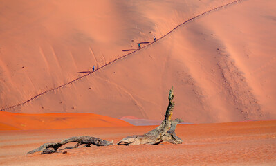 Wall Mural - Dead trees in Dead Vlei - Sossusvlei - Panoromic view of Dead Vlei in Namib desert, peoples climbing to top of dune, Namibia, Southern Africa landscape