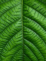 Poster - close up green leaf texture of Golden gardenia tree ( Gardenia sootepensis Hutch )