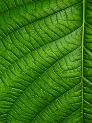 Sticker - close up green leaf texture of Golden gardenia tree ( Gardenia sootepensis Hutch )